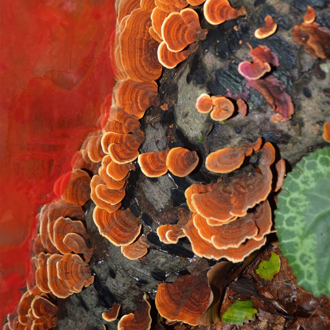 Byredo - Accord Oud - 1.7 Oz